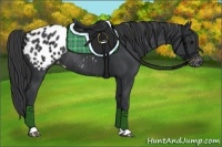 Horse Color:Black Appaloosa Rabicano 