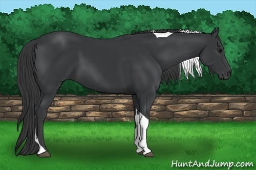 Horse Color:Black Tobiano