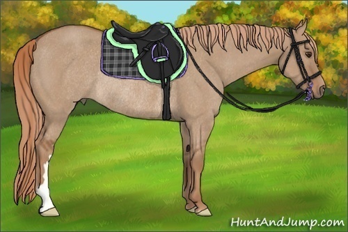 Horse Color:Red Dun Rabicano 