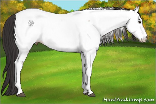 Horse Color:Bay Tobiano Near Fewspot 