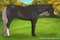 Horse Color:Gray Silver Black 