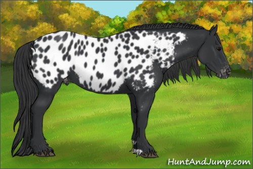 Horse Color:Black Near Leopard