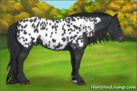 Horse Color:Black Near Leopard