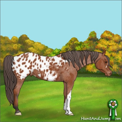 Horse Color:Bay Appaloosa 