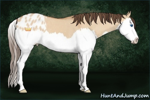 Horse Color:Bay Dun Sabino Splash Blanket 