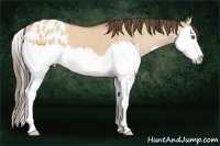 Horse Color:Bay Dun Sabino Splash Blanket 