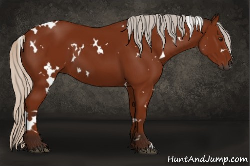 Horse Color:Gray White Spotted Silver Bay 