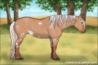 Horse Color:White Spotted Silver Bay Dun 