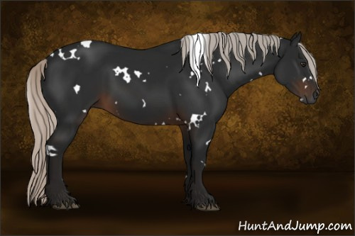 Horse Color:Gray White Spotted Silver Brown 