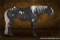 Horse Color:Gray White Spotted Silver Brown 