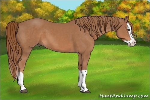 Horse Color:Chestnut Splash
