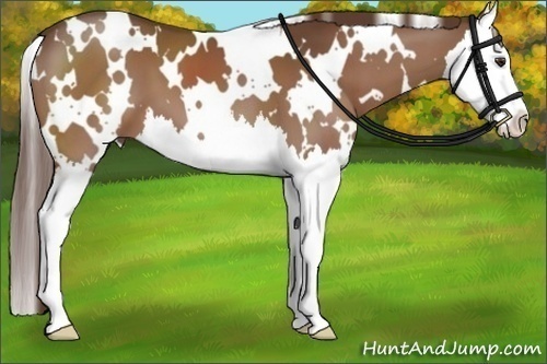 Horse Color:White Spotted Liver Chestnut Splash 