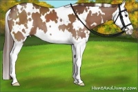 Horse Color:White Spotted Liver Chestnut Splash 