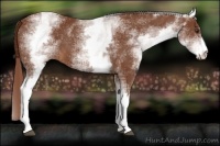 Horse Color:White Spotted Chestnut Sabino