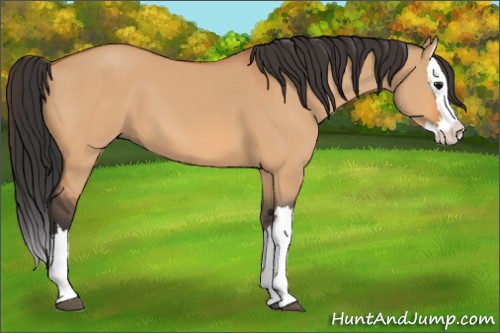 Horse Color:Bay Dun Splash 