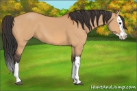 Horse Color:Bay Dun Splash 