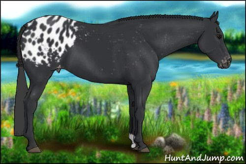Horse Color:Black Appaloosa
