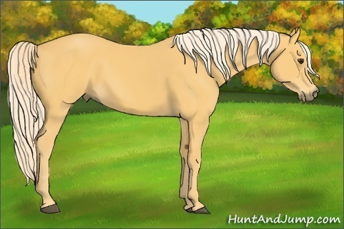 Horse Color:Palomino