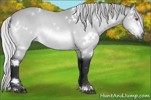 Horse Color:White Spotted Silver Bay Chinchilla