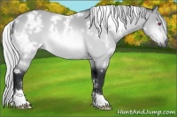 Horse Color:White Spotted Silver Bay Chinchilla 