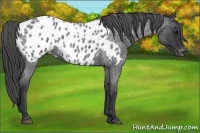 Horse Color:Blue Roan Near Leopard 
