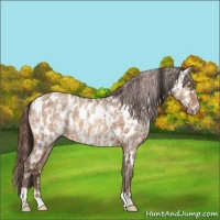 Horse Color:Amber Champagne Appaloosa and Amber Champagne Dun Appaloosa