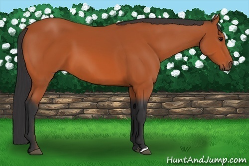Horse Color:Bay 