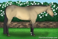 Horse Color:Buckskin Dun 