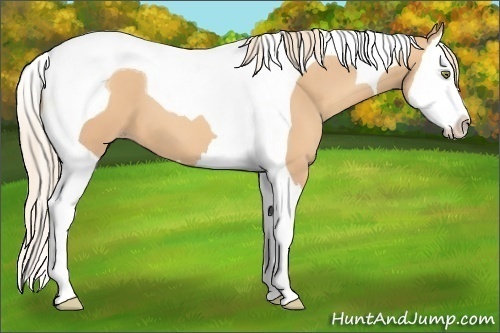 Horse Color:Gold Champagne Splash Tobiano 