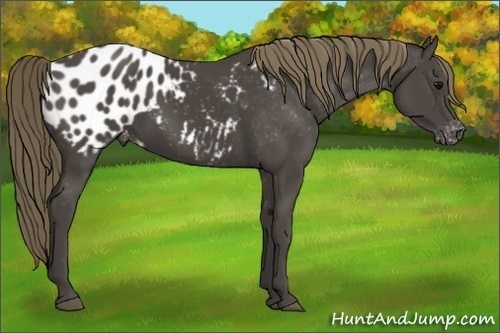 Horse Color:Smoky Black Appaloosa 
