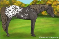 Horse Color:Smoky Black Appaloosa 