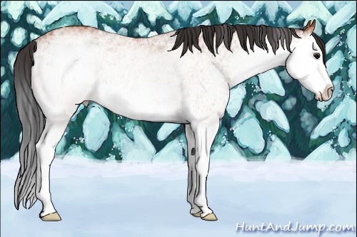 Horse Color:White Spotted Bay Splash 