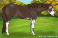 Horse Color:Liver Chestnut Sabino