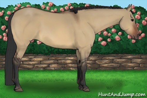 Horse Color:Bay Dun