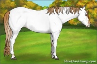 Horse Color:Chestnut Near Fewspot 