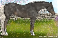 Horse Color:Liver Chestnut Sabino