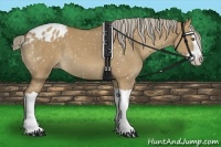 Horse Color:Chocolate Palomino Dun Splash Appaloosa
