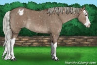 Horse Color:Liver Red Dun Splash Appaloosa