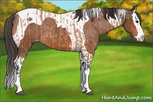 Horse Color:Bay Splash Tobiano Appaloosa  and Bay Splash Tobiano Appaloosa 