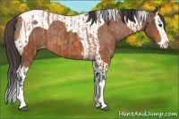 Horse Color:Bay Splash Tobiano Appaloosa  and Bay Splash Tobiano Appaloosa 