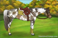 Horse Color:White Spotted Chocolate Palomino