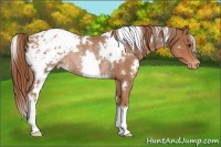 Horse Color:White Spotted Chestnut Appaloosa Rabicano