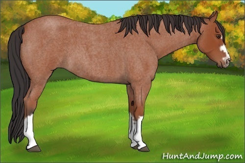 Horse Color:Bay Roan Splash Frame