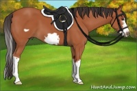 Horse Color:Bay Splash Frame 