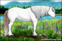 Horse Color:Brown Appaloosa 