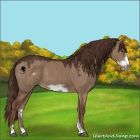 Horse Color:Liver Red Dun Sabino Frame 