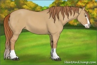 Horse Color:Red Dun Splash 