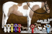 Horse Color:Black Pearl Tobiano 