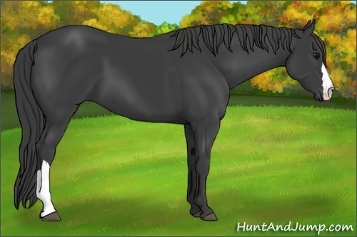 Horse Color:Smoky Black 