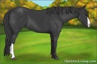 Horse Color:Smoky Black 
